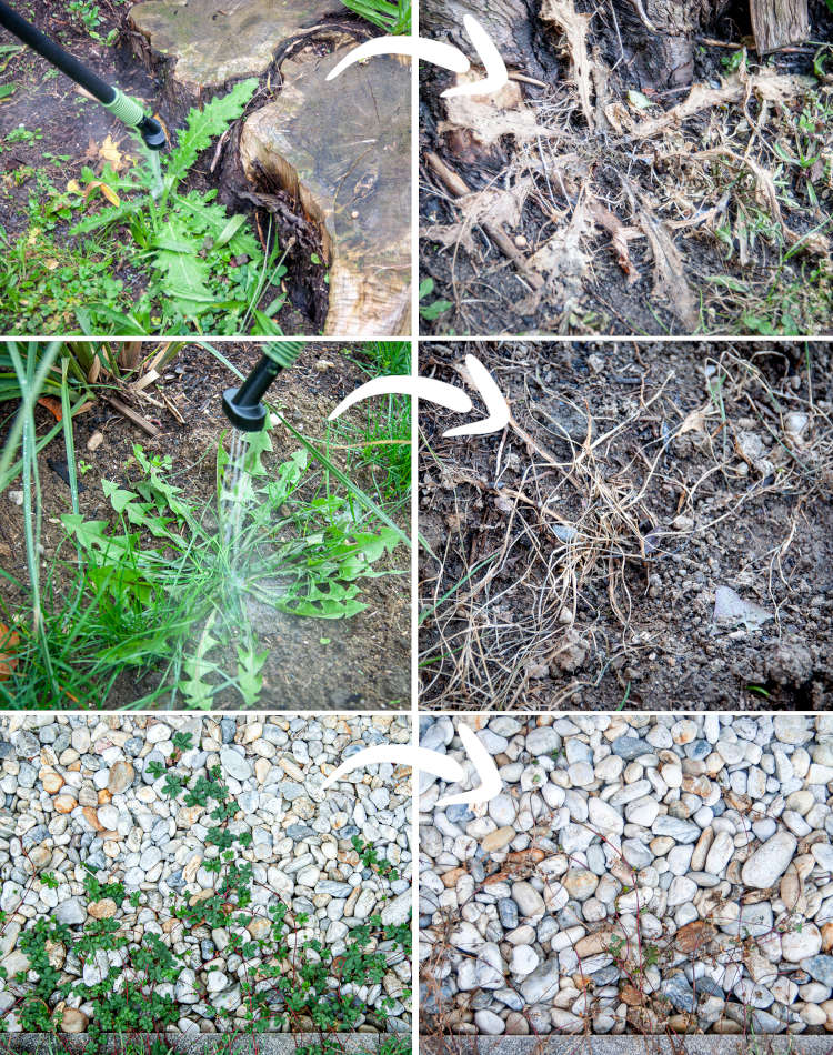 Unkrautfuchs Schweiz – FoxOne Swiss Edition image 4