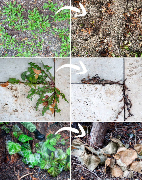 Bundle Unkrautfuchs Schweiz – FoxOne Swiss Edition & Unkrautbürste UB600 elektrische Multi-Bürste mit Aufsatz zur Fugenreinigung image 1