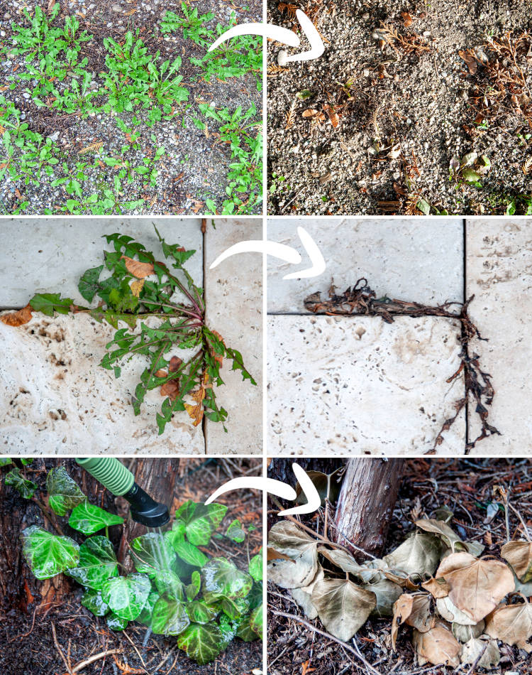 Unkrautfuchs Schweiz – FoxOne Swiss Edition image 1